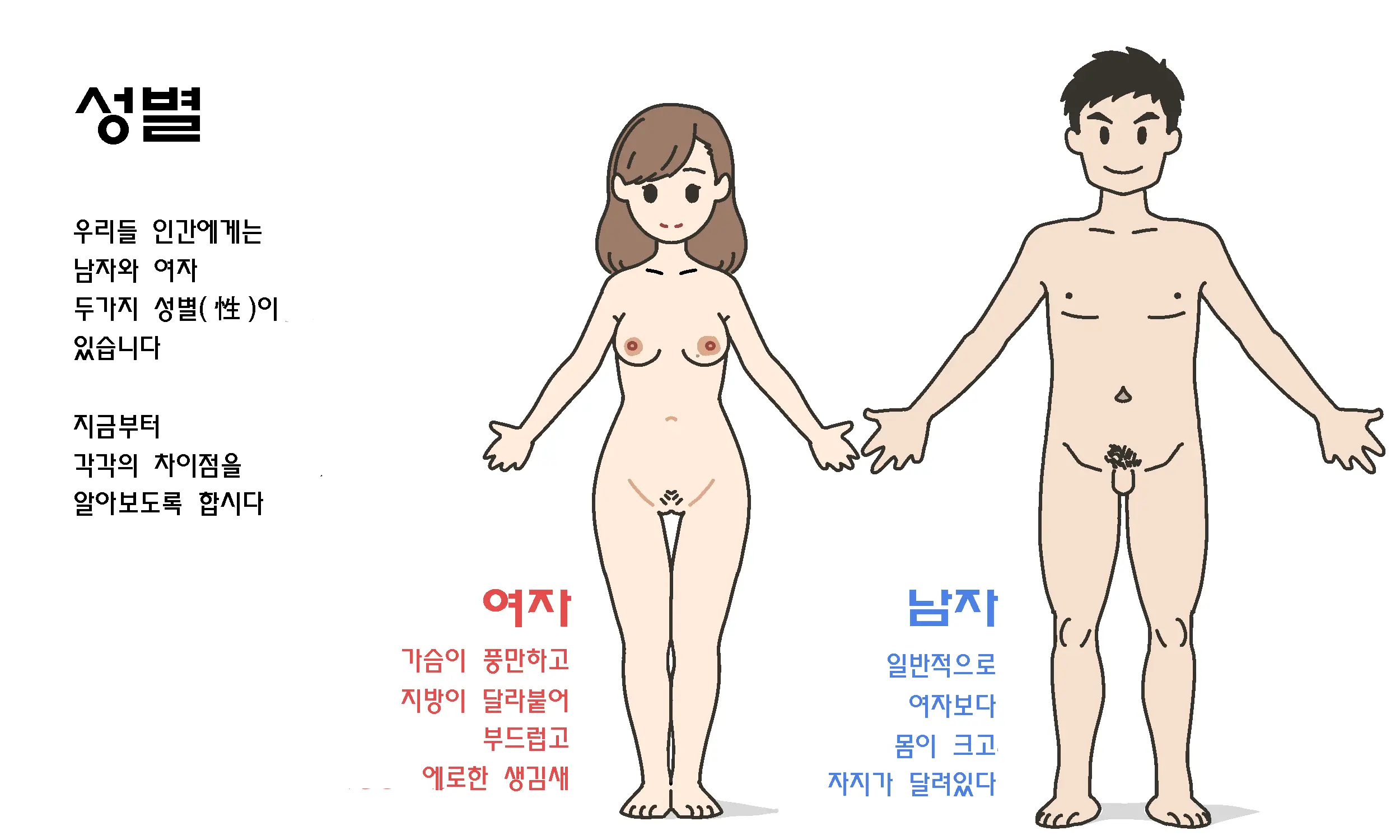 Watashitachi No Karada ~Kodomo Ga Dekirushikumi~ | 남자와 여자의 몸구조 ~아기가 생기는 구조~